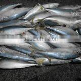 Pacific Mackerel thumbnail-2