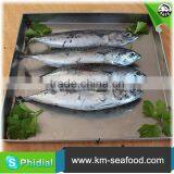 300g up Whole Round Frigate Tuna thumbnail-2