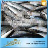 Frozen Seafood Horse Mackerel Fish Sale thumbnail-6
