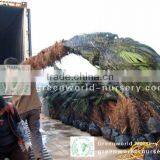 Trachycarpus Fortunei Chusan Palm thumbnail-1