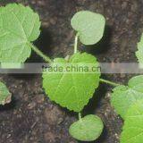 Sida Cordifolia Extract thumbnail-3