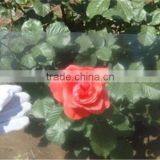 Anti Glare Glass for Lcd /led/tv Big Screen Monitor thumbnail-2