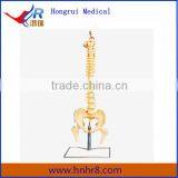 Hot Sale Vertebral Column With Pelvis Model and Femur Heads