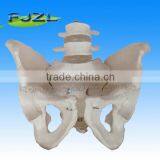 4.Natural Size Lumbar Vertebrae Set (4th and 5th ),Joint Bones Medical Human Skeleton Model thumbnail-1