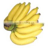 Organic fresh bananas Kluai Hom variety