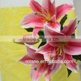 World Class High Quality Fresh Lilium With Good Packaging thumbnail-2