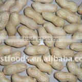 2013 Raw Crop Peanut Inshell With Good Quality thumbnail-1
