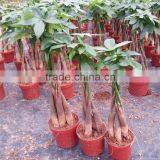 Different Size Decorative Flowers Plants and Trees thumbnail-3