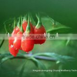 2016 New crop from Ningxia Manufacture with best price