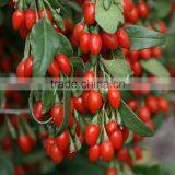 Wolfberry 2015 New China Biggest Trading Ningxia Organic Goji Berries 100% Natural 2x 5kg Certificate Goji Berry thumbnail-3