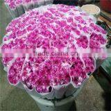 Carnation Cut Flowers thumbnail-1