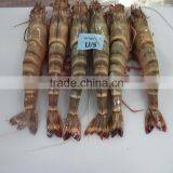 Frozen HOSO Shrimps thumbnail-1