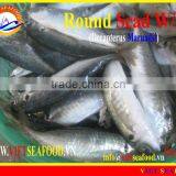 FROZEN ROUND SCAD WHOLE ROUND thumbnail-1