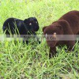 Moss Grizzly Bear Home Deco thumbnail-1