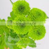 2017 Newest Chrysanthemum Fresh Cut Flowers Chamomile Green thumbnail-2