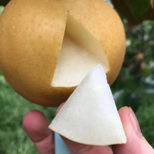 Fresh Fruit Pears/Ya Pear/Fragrant Pear/Crown Pear/Qiuyue Pear/Golden Pear