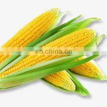 Maize Thresher Sweet Corn Threshing Machine Fresh Corn Sheller thumbnail-1