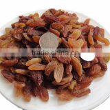 Sun Dried Raisin, New Crop 2015 thumbnail-1