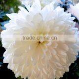 Chrysanthemum Tissue Culture Plants thumbnail-1