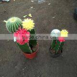 Mini Tropical Plants Cactus thumbnail-4
