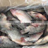 Farm Frozen Tilapia in Fujian thumbnail-1