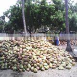 Semi Husked Coconuts From Pollachi thumbnail-6