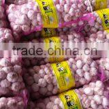 Jinxiang Normal White Fresh Garlic With Best Quality thumbnail-2