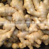 Specification Fresh Ginger thumbnail-3