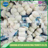 Fresh White Garlic Export Company thumbnail-2