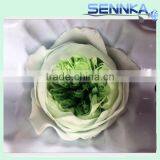 Natural Preserved English Rose Heads in White Green 8 per Box thumbnail-4