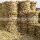 Good Quality Mini Round Hay Baler for Sale thumbnail-6