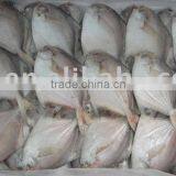 Frozen Silver Pomfret thumbnail-1