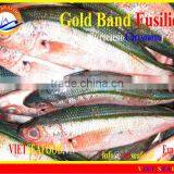 FROZEN GOLD BAND FUSILIER thumbnail-5