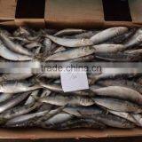 Sea Frozen Best Price Light Catching Sardina for Market thumbnail-2
