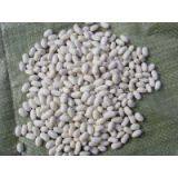 WHITE KIDNEY BEANS thumbnail-1