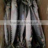 Frozen Whole Round IQF Frozen Spanish Mackerel Fish thumbnail-2