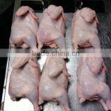 Frozen Chicken Whole Bulk thumbnail-1