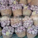 Best Price Products New Crop Pure White Fresh Garlic thumbnail-3