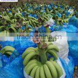 Direct Factory Price the Good Quality Ethylene Ripener for Banana(1) thumbnail-3
