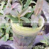 Dendrobium Officinale Seedling