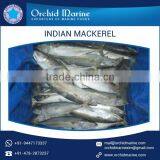 High Grade Long Shelf Life Mackerel Frozen Fish for Different Food Dishes thumbnail-2