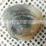 Raw Frozen Half-shell Huge Clam thumbnail-3