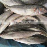 Land Frozen Horse Mackerel BQF 6-8pcs/kg thumbnail-2