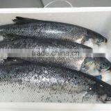 Atlantic Salmon thumbnail-2