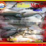 FROZEN INDIAN MACKEREL thumbnail-2