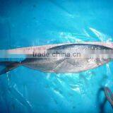 Trachurus Japnonicus Frozen Horse Mackerel Fish thumbnail-1
