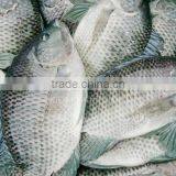 Export Hot Sell Frozen Tilapia thumbnail-1