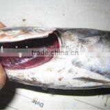 New Land Fozen Bonito Tuna thumbnail-1