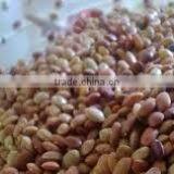 Kulthi Dry Extract thumbnail-3