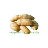 Potato,potato Supplier,Chinese Potato, thumbnail-1